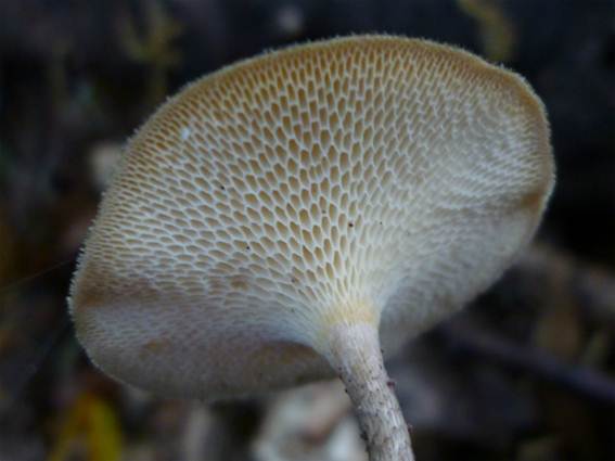 ����: http://blogimg.goo.ne.jp/user_image/19/6a/da29034df13f34452c65a1ad3a214929.jpg