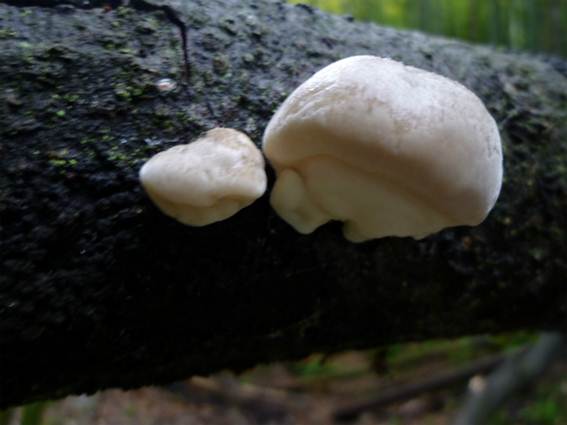 ����: http://blogimg.goo.ne.jp/user_image/4f/9a/5aed34743dde7924da1f51bcfaace847.jpg