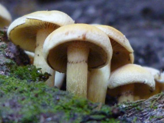 ����: http://blogimg.goo.ne.jp/user_image/15/3a/c6e92400bb1002b3a4f6693b9af669fd.jpg