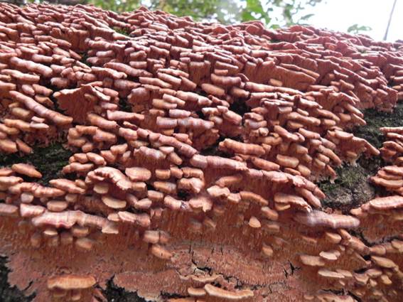 ����: http://blogimg.goo.ne.jp/user_image/59/e8/0fb2c4f578b70a4a4be576a702432b61.jpg