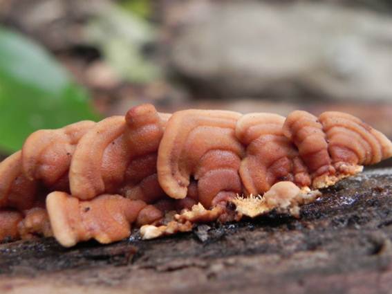 ����: http://blogimg.goo.ne.jp/user_image/49/bd/ff6bdd4a5439a6eddcc8951128feda9f.jpg