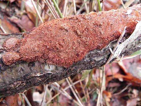 ����: http://blogimg.goo.ne.jp/user_image/1a/5c/1799aa461131c1ee04771410a7b19d20.jpg